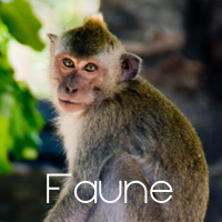 Faune